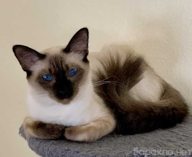 Продам: Balinese Kittens