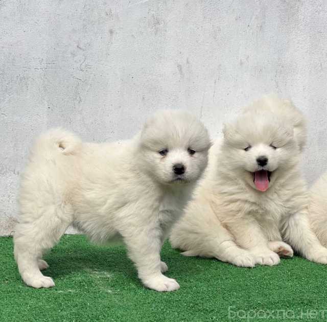 Продам: Щенки самоеда ( самоедской собаки )
