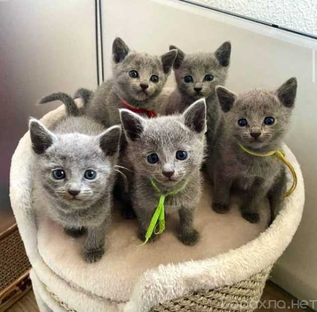 Продам: Russian Blue Kittens