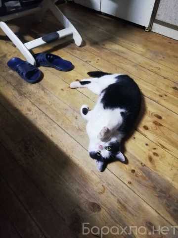 Отдам даром: Котик в добрые руки