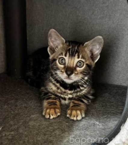 Продам: Бенгальский котенок(WhatsApp +7999055253