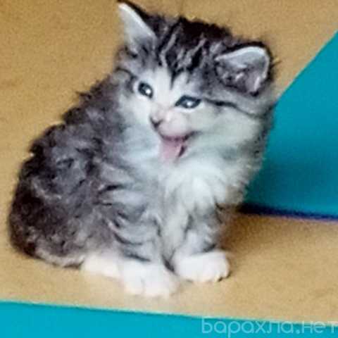 Продам: Котята породы Курильский бобтейл