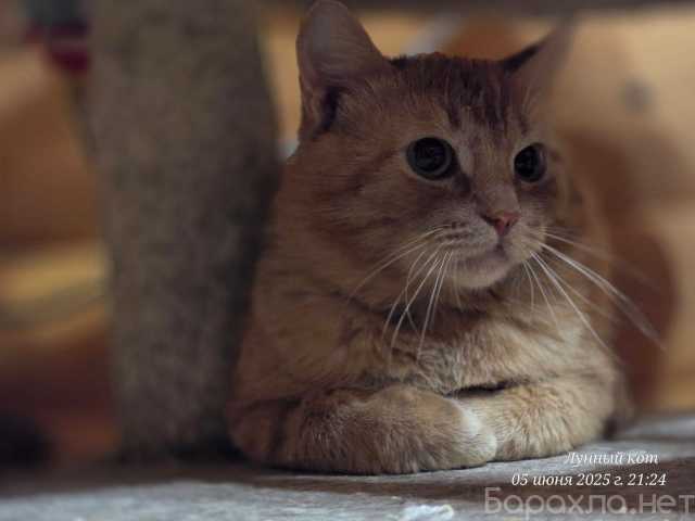 Отдам даром: Котик Ирбис