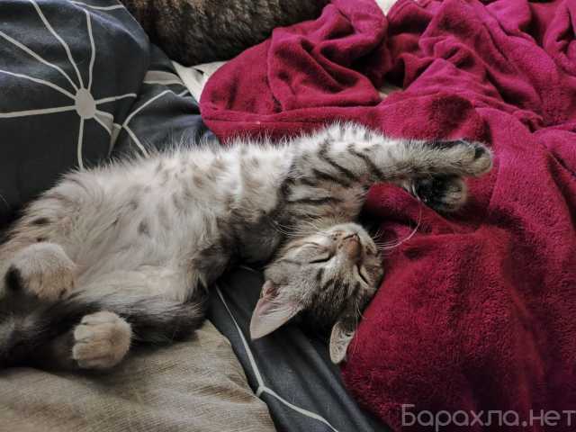 Отдам даром: Котенок Сильва