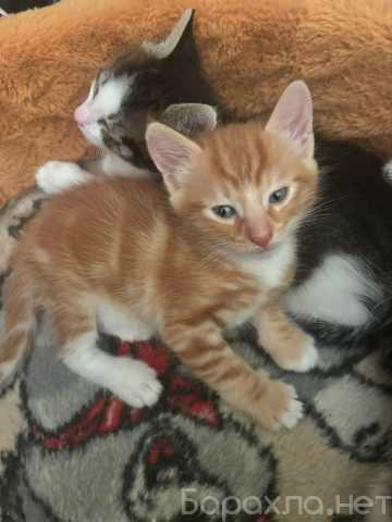 Продам: котята