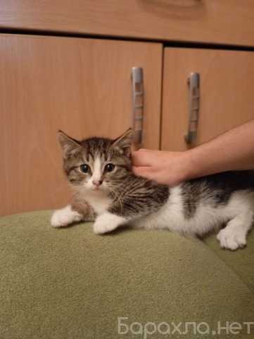 Отдам даром: Котенок Мася в добрые руки!