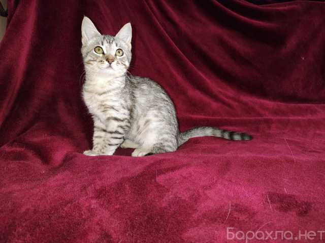 Продам: Котенок в добрые
