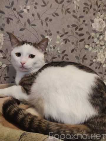 Отдам даром: котика Малыша