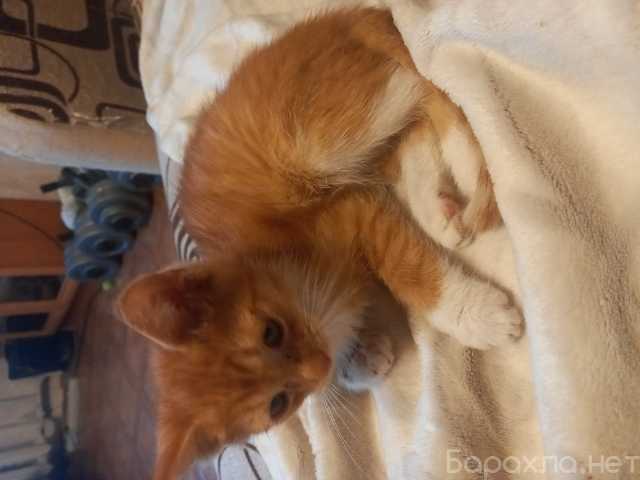 Отдам даром: котик