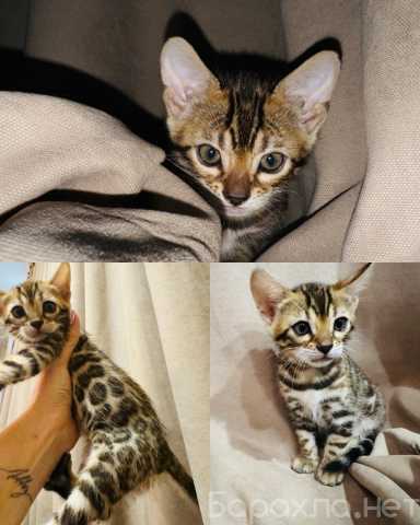 Продам: Бенгальский котенок , девочка