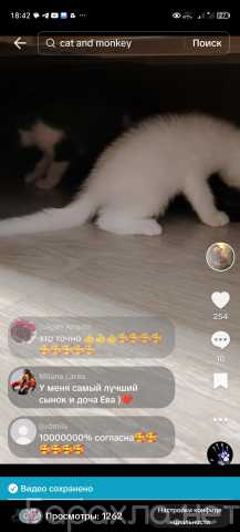 Продам: Котята