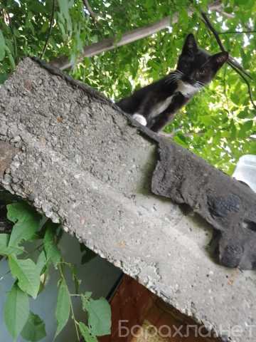 Отдам даром: Котята