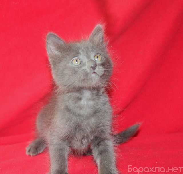 Отдам даром: веселые котята