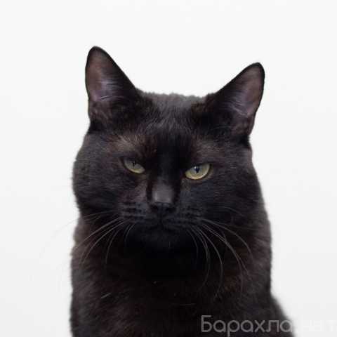 Отдам даром: Кот Черныш