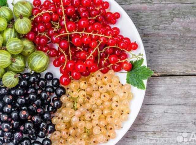 Продам: Чёрная смородина,Лисички,крыжовник,и т.д