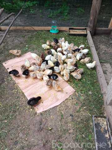 Продам: Цыплята месячные