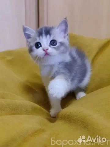 Продам: Шотландские котята