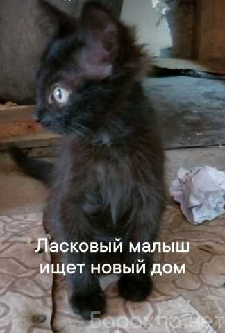 Отдам даром: Котята