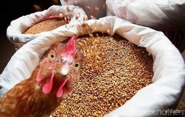 Продам: Зерносмесь, комбикорм, премиксы, БВМД