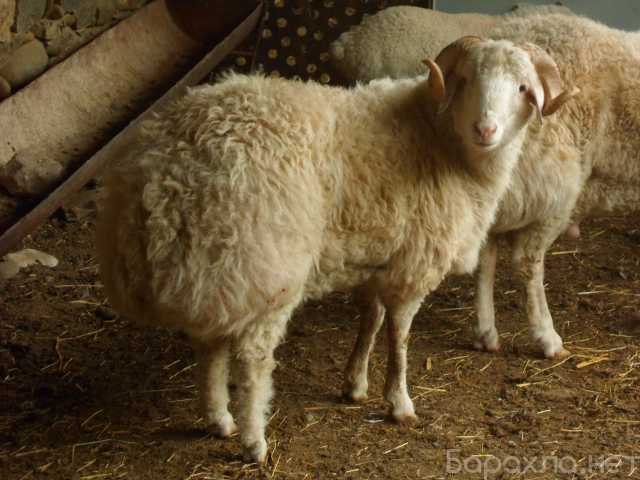 Продам: Бараны курдючные