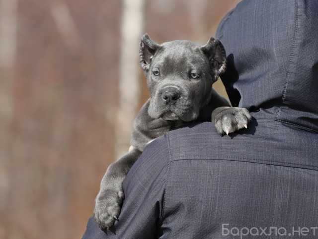 Продам: Щенки Кане Корсо .Щеночки Кане Корсо