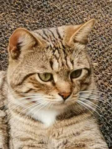 Отдам даром: кот