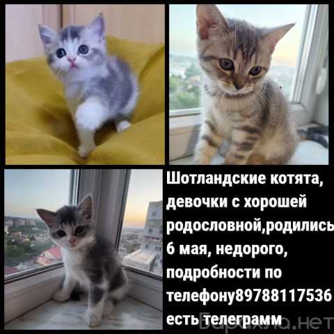 Продам: Шотландские котята c родословной
