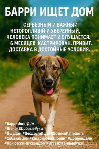 Отдам даром: Щенок в добрые руки