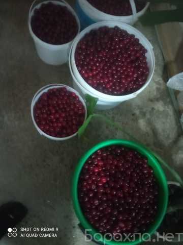Продам: Вишня
