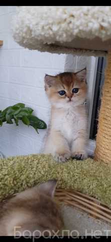 Продам: Котята золотая шиншилла