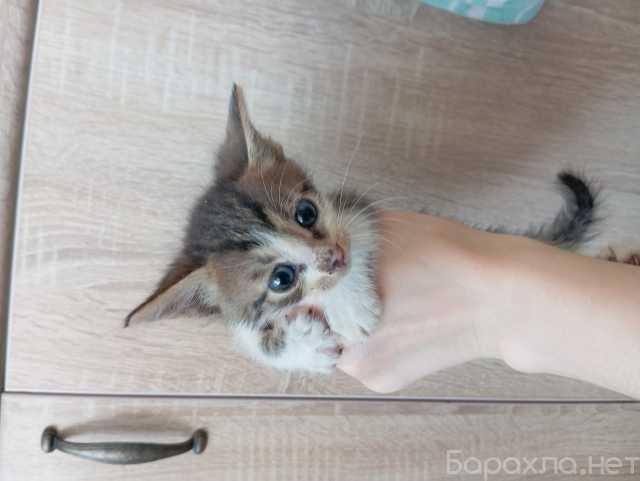 Отдам даром: 6 котят