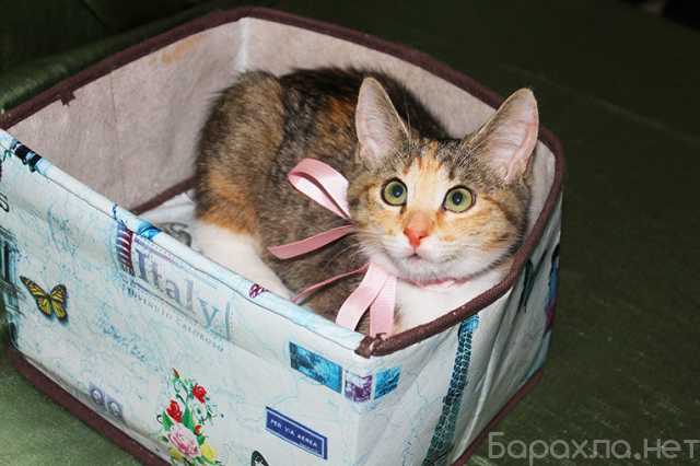 Отдам даром: Котенок девочка трехцветная Флора, 2 мес