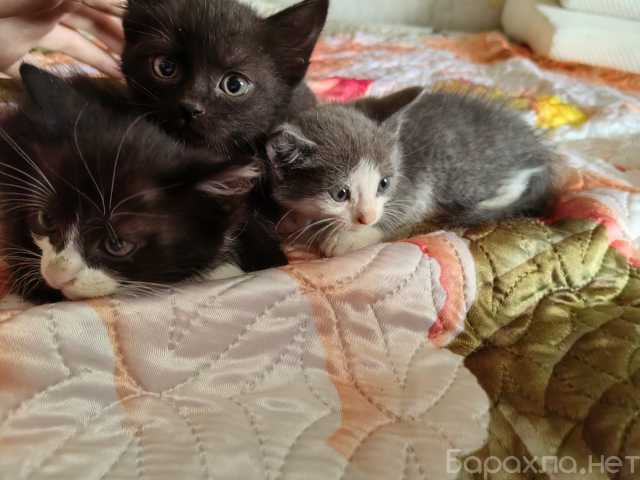 Отдам даром: Котята