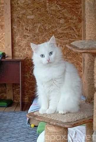 Отдам даром: молодые котики и кошечки