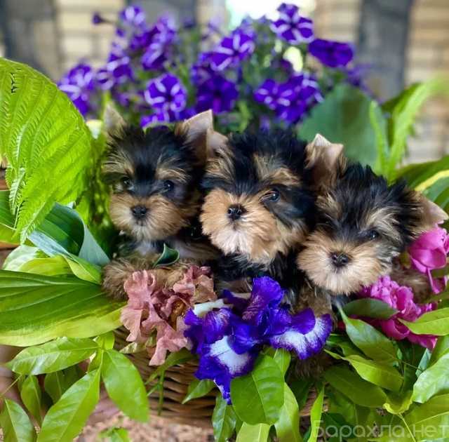 Продам: Щенки Йорк.Щенки Йоркширского терьера