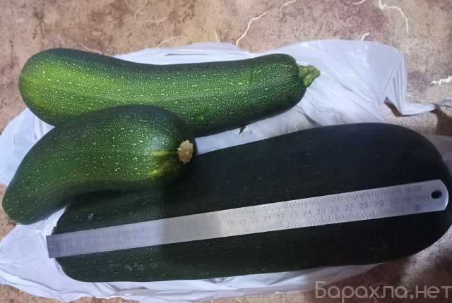 Продам: Кабачки - цукини свежего урожая