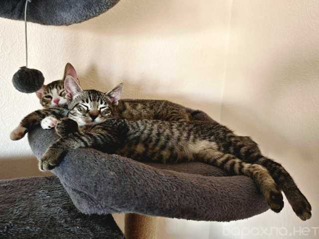 Отдам даром: Котят - полосатиков