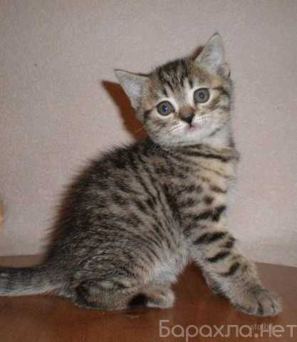 Продам: Котенок