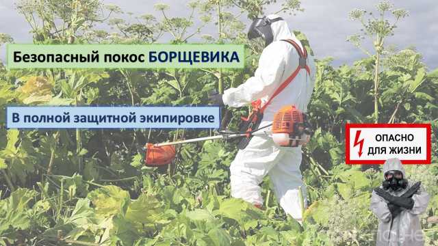 Предложение: Покос борщевика в Казани и пригороде