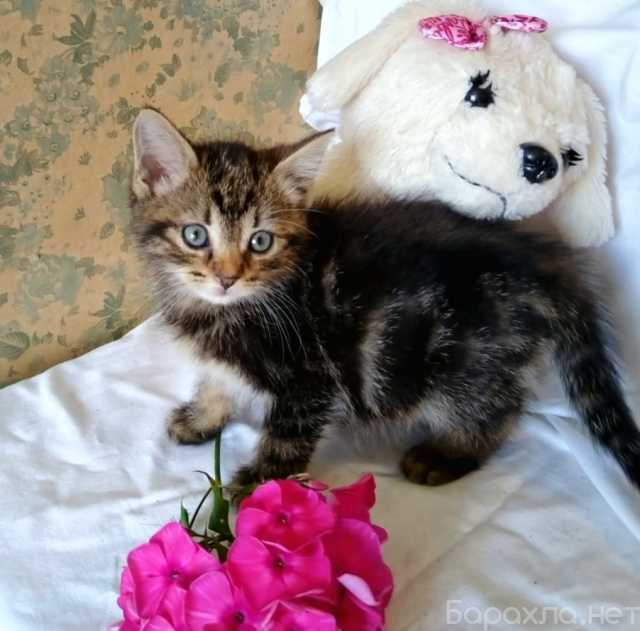 Отдам даром: маленького котенка