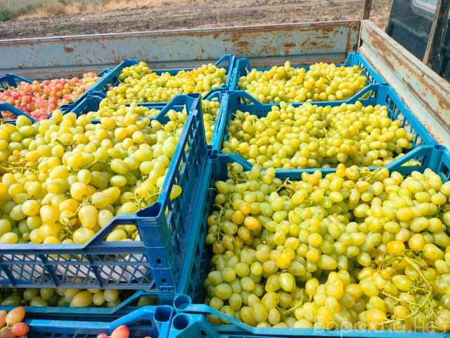 Продам: Виноград от производителя