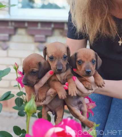 Продам: Щенки Такса. Щенки Таксы