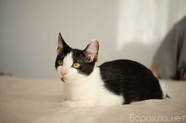 Отдам даром: котенок ищет семью