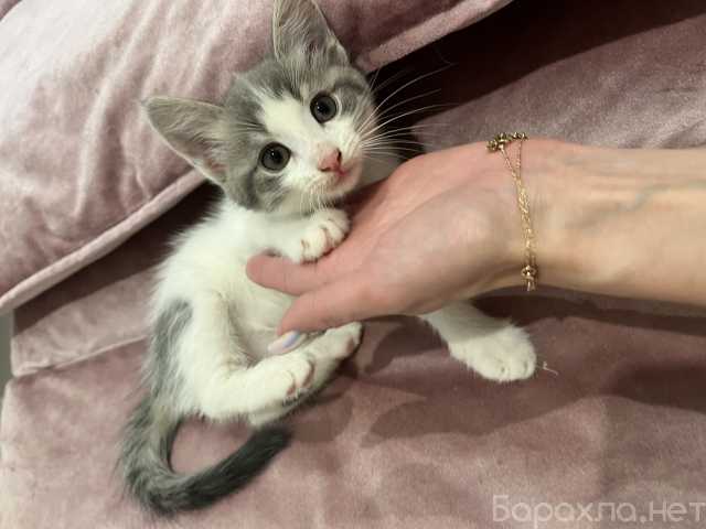 Отдам даром: Котята