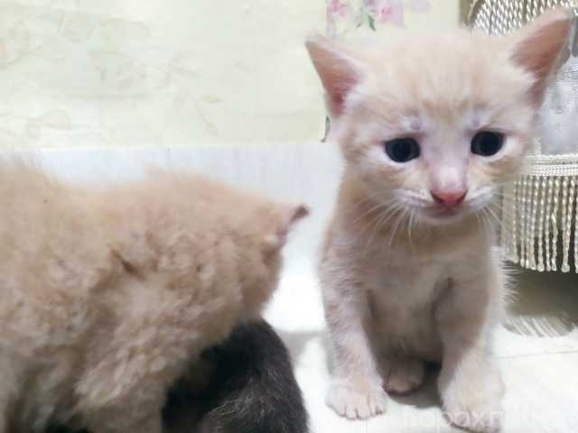 Отдам даром: Котята