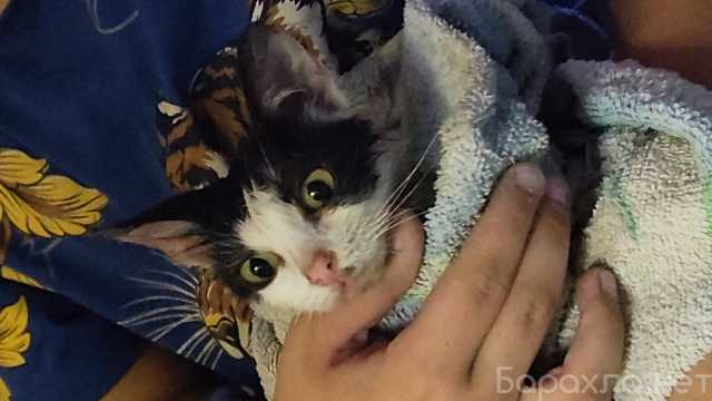 Отдам даром: Котенок