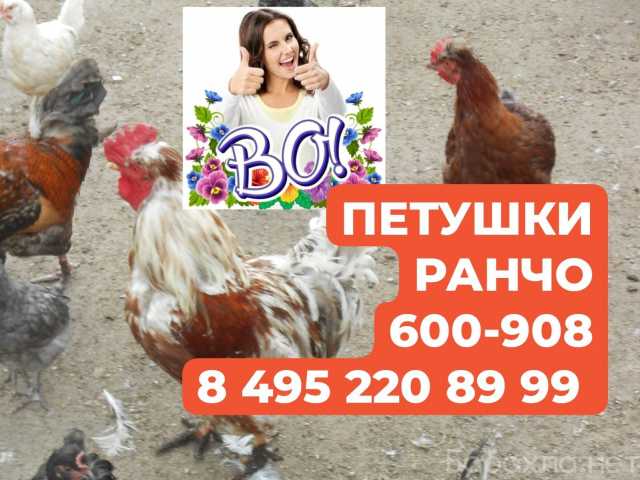 Продам: Петушки
