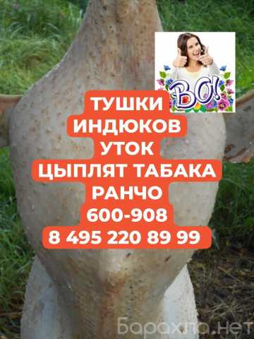 Продам: Цыпленок табака. Индюки,Утки