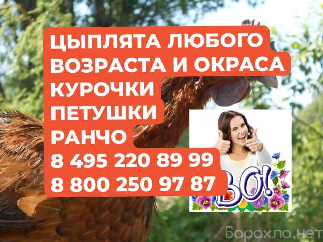 Продам: Куры несушки. Петушки