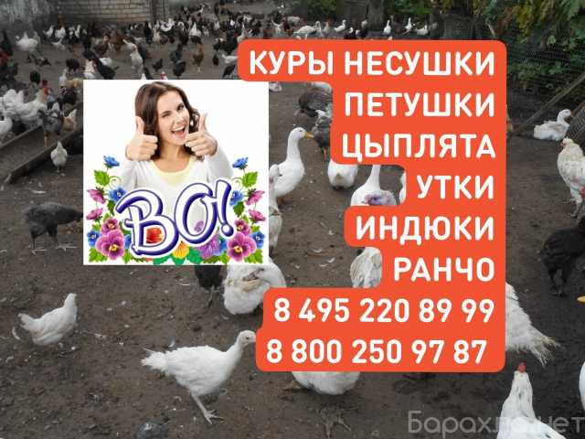 Продам: Индюшата, Утята, Цыплята. Цесарята